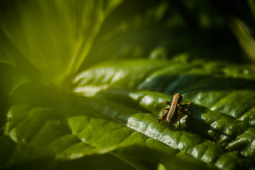 life of insect doing sunbath