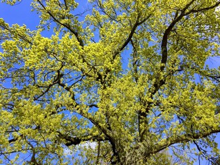 Eiche im Frühjahr