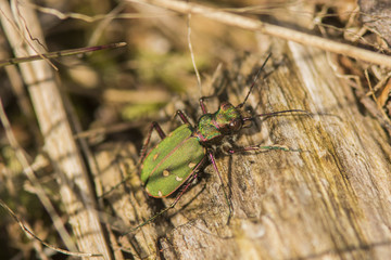 Green Tiger Beetle - Cannock Chase, England
