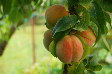 peach tree detail