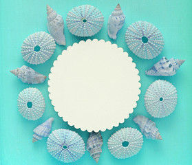 Blue seashells and houses of sea urchins, white  place for text on a turquoise background