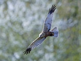 Obraz premium Western marsh harrier (Circus aeruginosus)
