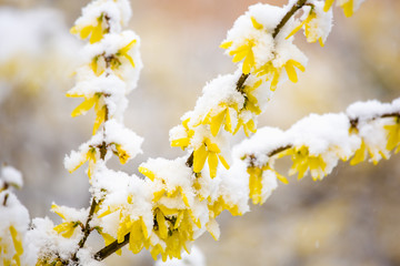 Yellow forsythia covered by snow.