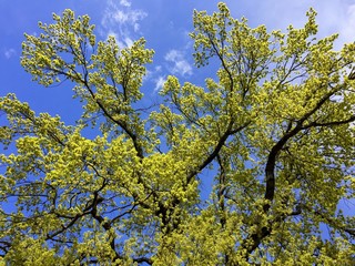Eiche im Frühjahr