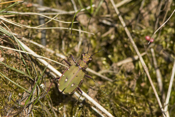 Green Tiger Beetle - Cannock Chase, England