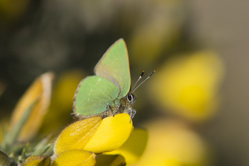 Green Hairstreak butterfly resting on a gorse flower