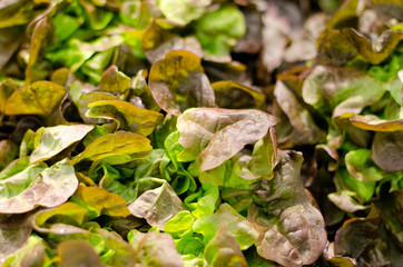 Fresh lettuce