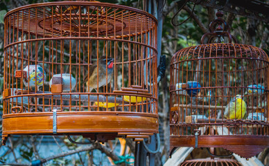 Vögel auf dem Vogelmarkt in Hong Kong