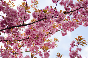 Pink Japanese cherry in blossom on the white background
