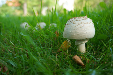 fresh champignon mushroom