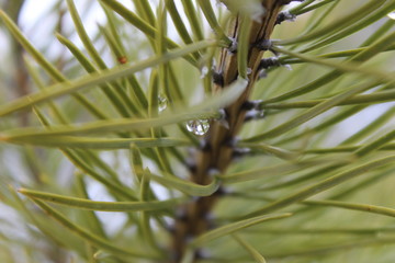 tree with green needles