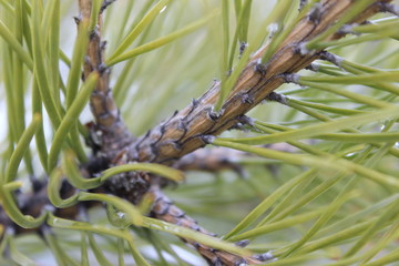 Fototapeta na wymiar tree with green needles