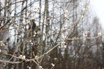 willow branches