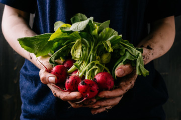 Organic fresh harvested vegetables. Farmer's hands holding fresh radish, closeup