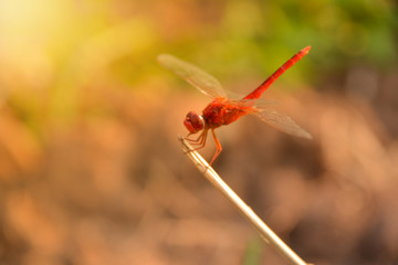 red dragonfly sits on the grass on nature background
