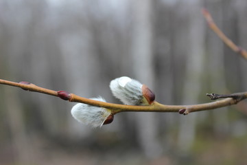 willow branches