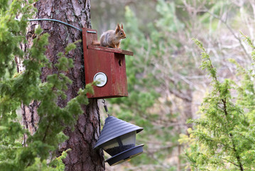Squirrel stealing bird food