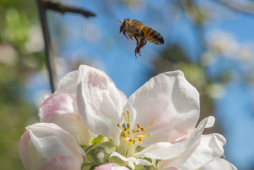 European Honeybee (Apis mellifera) hovering over apple blossoms on a blue sky background