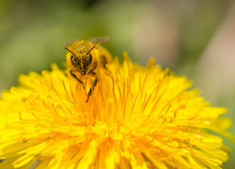 Portrait of a pollen covered Honeybee (Apis mellifera) on a yellow dandelion flower