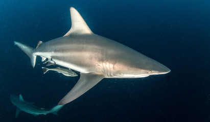 Fototapeta premium Oceanic Blacktip Shark