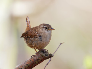 Wren - Troglodytes troglodytes
