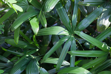 Fototapeta premium A fresh green leaves background