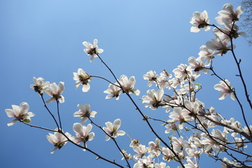 Magnolia white flowers on blue sky