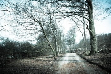 Waldstraße zwischen Schieder und Brakelsiek