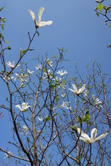 Magnolia tree with white flowers