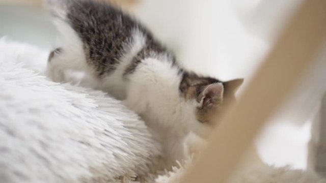 Small cute white and black kitten taking first steps in light room in sllowmotion