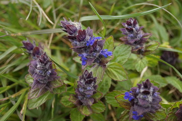 Medicinal plants - Blue bugle (Ajuga reptans) 