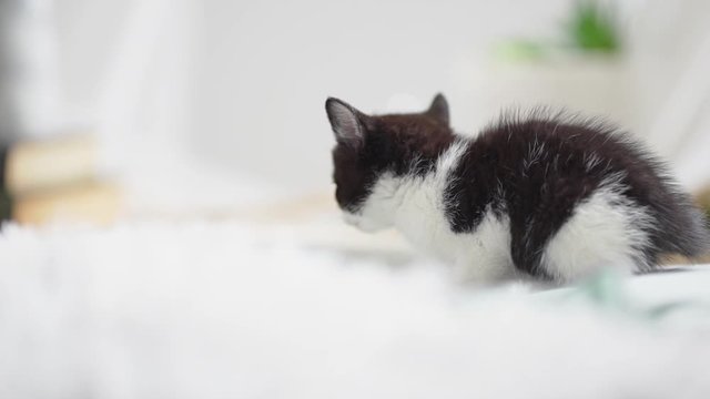 Cute little white and black kitten sitting on carpet floor in light room in slowmotion