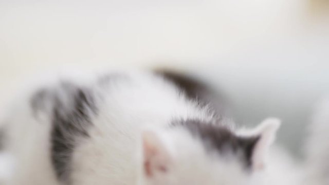 Close up footage of white small kitten with black spots messing around in light room with another kitty on background in slowmotion