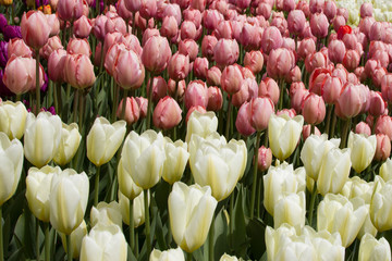 Colorful Spring Tulip fields