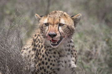 Cheetah with Bloody Face Closeup