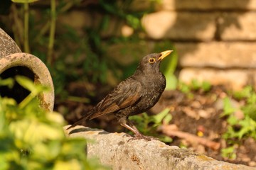 Male Common blackbird (turdus merula) in garden.