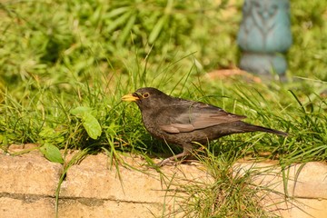 Male Common blackbird (turdus merula) in garden.