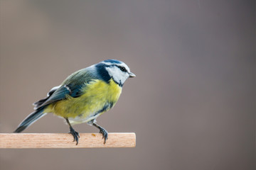 Blaumeise am Vogelhäuschen