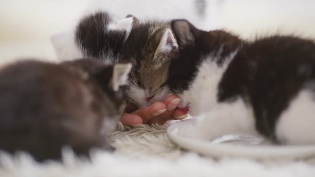Four small cute black and white kittens eating from human's hand in slowmotion
