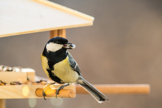 Kohlmeise am Vogelh&auml;uschen