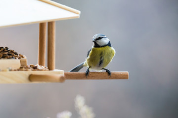 Fototapeta premium Blaumeise am Vogelhäuschen