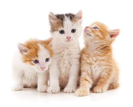 Three Kittens.