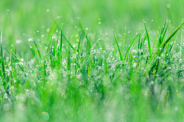 Abstract green natural background. Fresh spring grass with drops on natural defocused light green background.