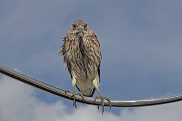Black Crowned Night Heron stares photographer down