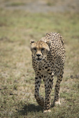 Oncoming Cheetah
