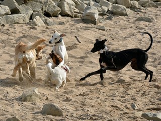 Hund und Windhunde spielen