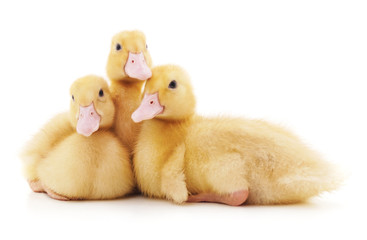 Three yellow ducklings.