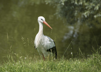 The stork stands on a green meadow