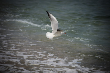 A bird soaring on the black sea