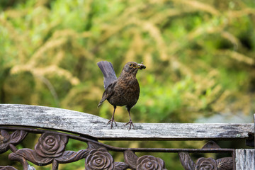 Amsel